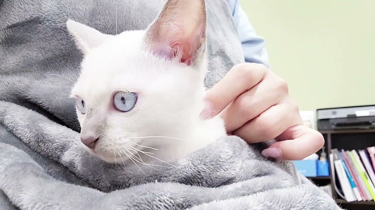 【トンキニーズ】抱っこ大好き！