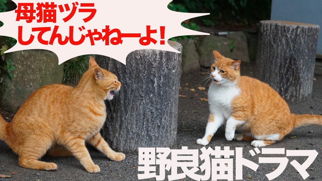 【野良猫ドラマ】公園の女王猫、バターナイフ猫にキレられる The stray cats dorama 'Parkcats'.