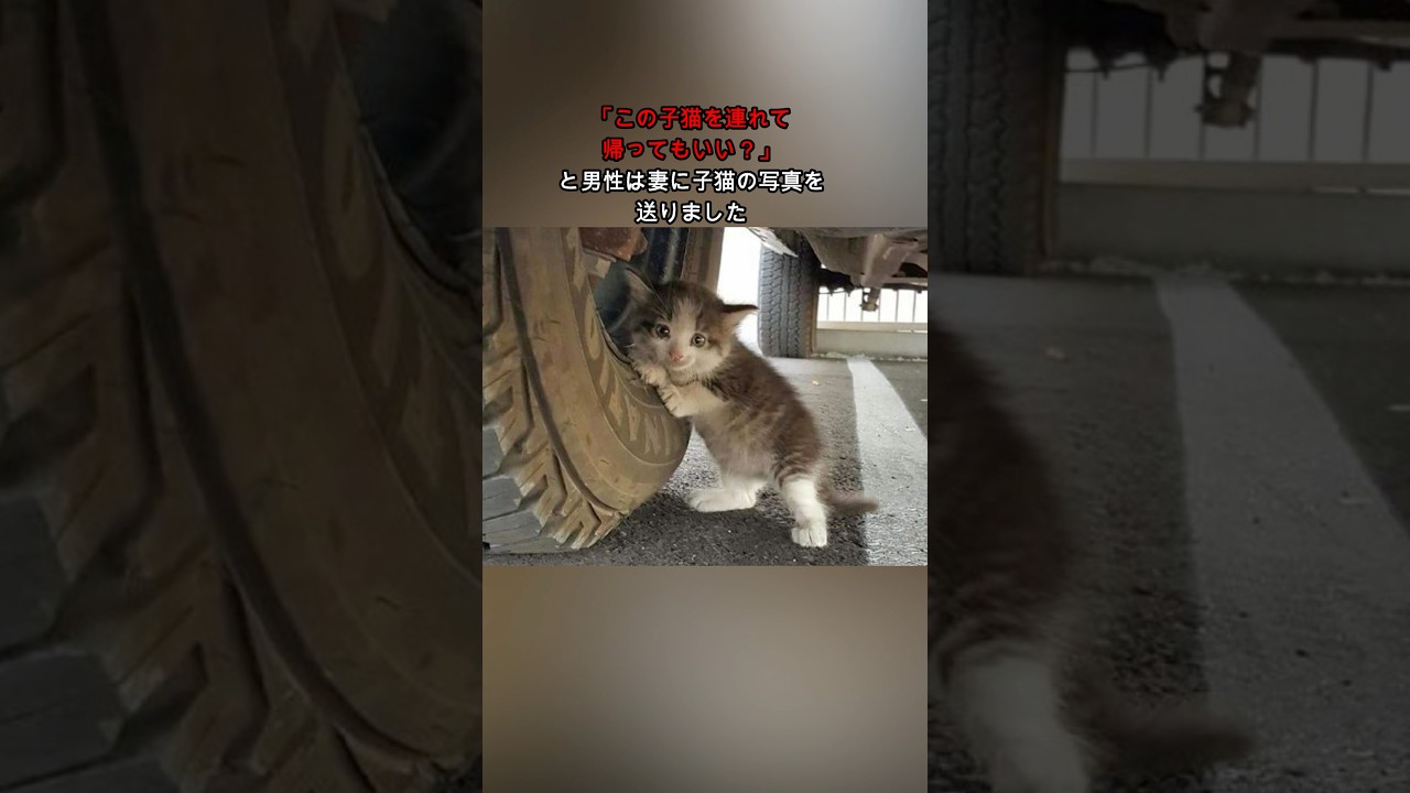 トラックのタイヤにしがみついていた子猫の写真を妻に送ったら・・・ #感動 #保護猫 #子猫
