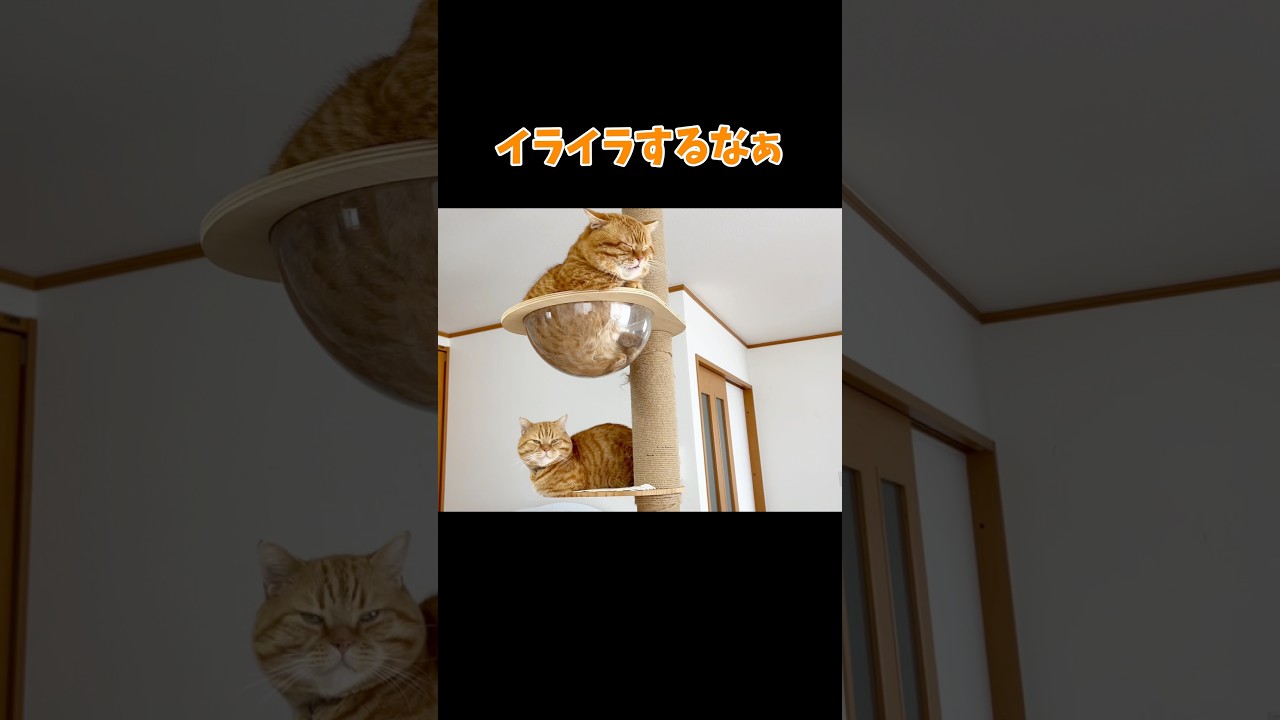 パパにイラッとしてガムクチャするぽっちゃり猫 #マンチカン #shorts