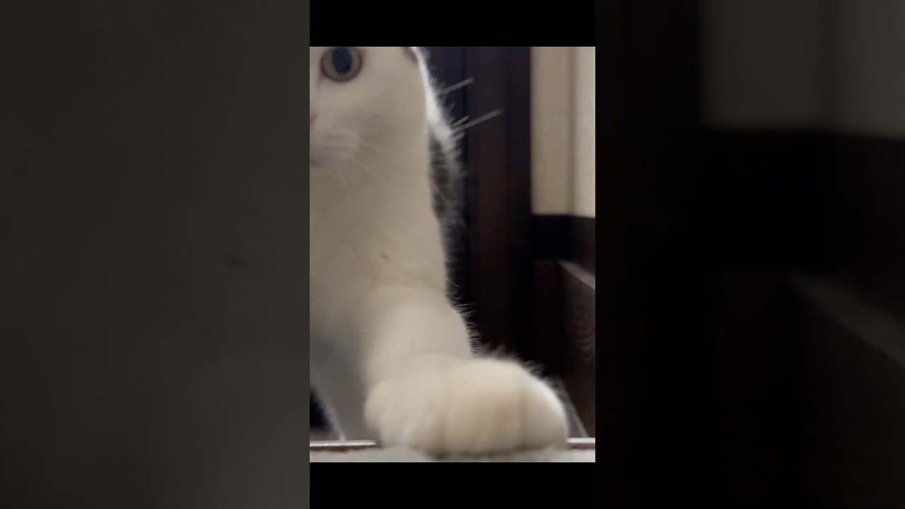 まちぼうけ #cat #おこめちゃん #猫のいる暮らし #保護猫 #朝散歩 #夏目友人帳 #ニャンコ先生 #shorts