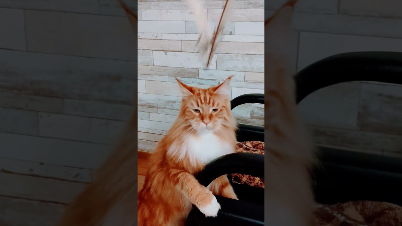 レオ君、猫ジャラダンス！#猫　#cat #c #メインクーン