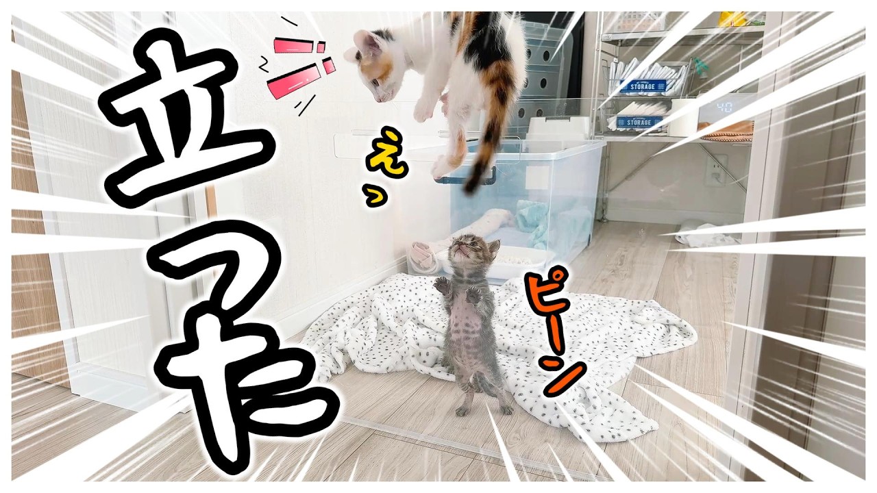 「ピーン」生後4週間の子猫思わず立ち上がる！ てくてくてくてく～呼んだら来る子猫がかわいすぎてあかん【保護猫生活21日目】