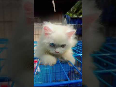 snub noses, chubby cheeks, and long hair, #kittens.#catmeme.#cat#catstagram.#cutecat.@KLBROAnu