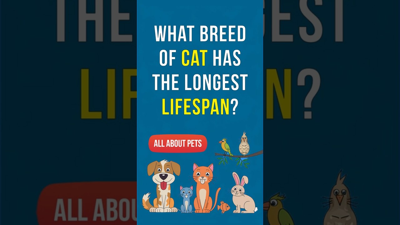 What breed of cat has the longest lifespan? #catlover #catbreeds