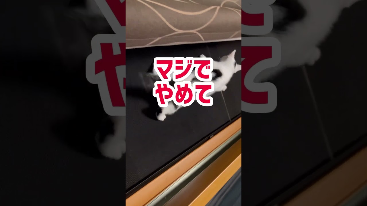 網戸を登り出すネコ。マジで危険だからやめてください。