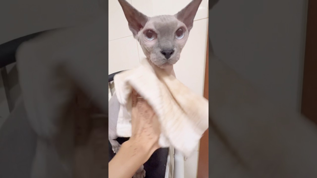 毛のない猫の体を拭いた結果がこちらです【スフィンクス猫】