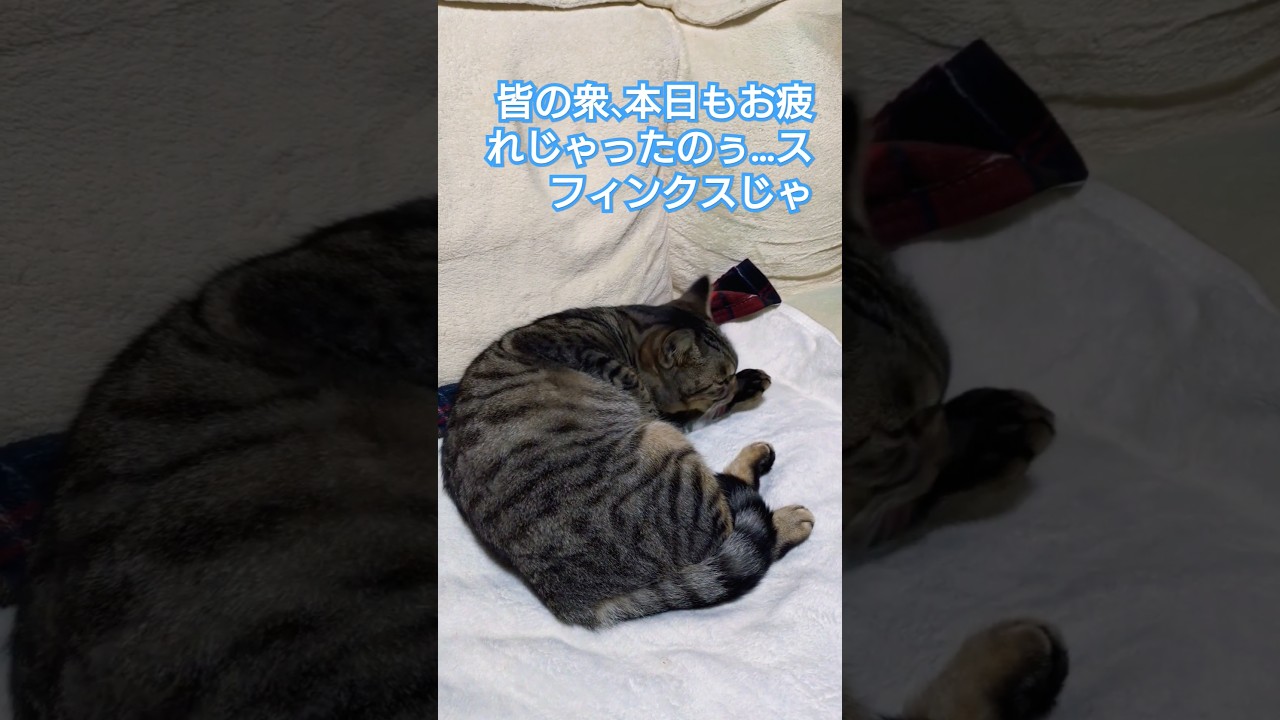 ショート遅れ夜襲になりました…　就寝前に当主スフィンクス様からのお言葉を頂きました#保護猫 #スフィンクス#猫のいる暮らし