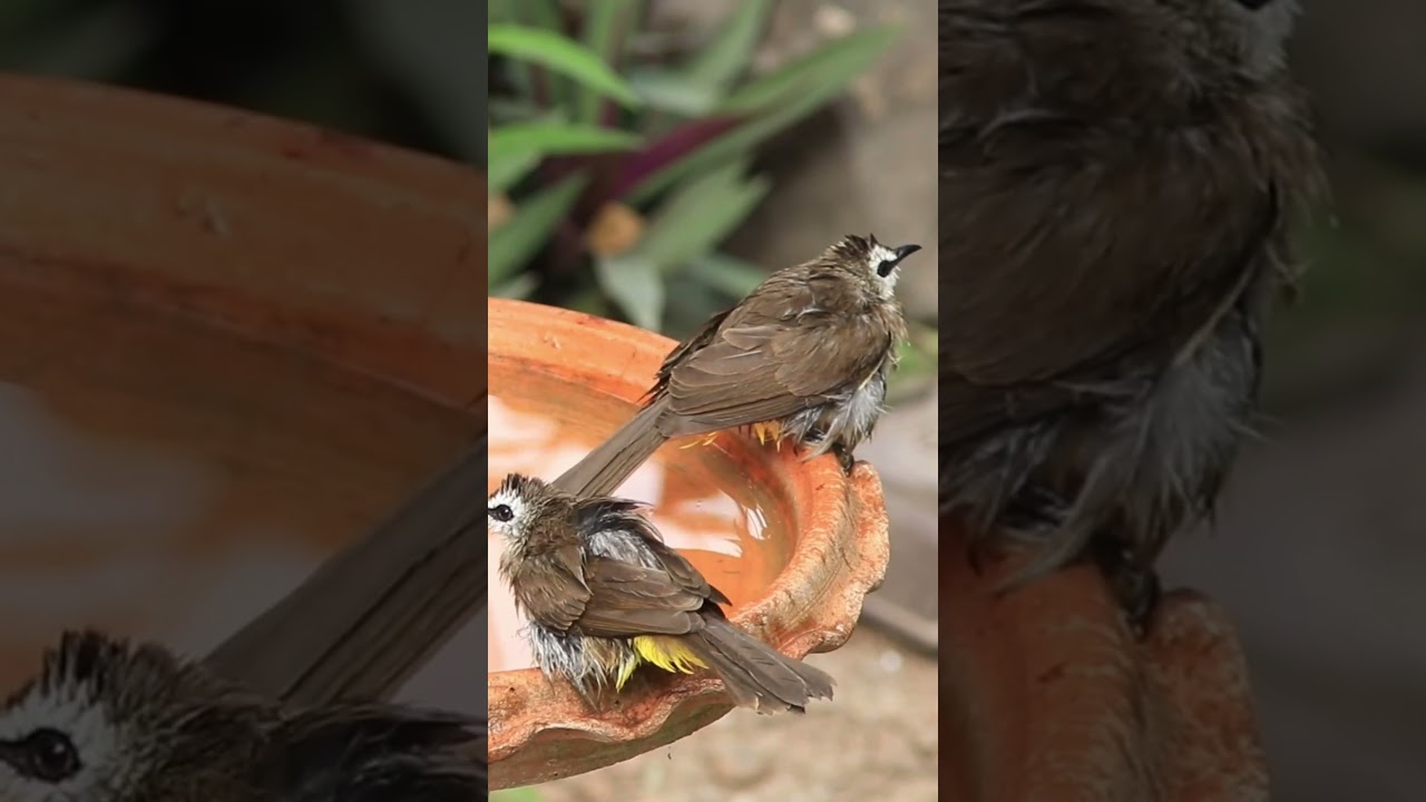 Bird Bath Cam TV-Yellow-vented Bulbul taking a bath
