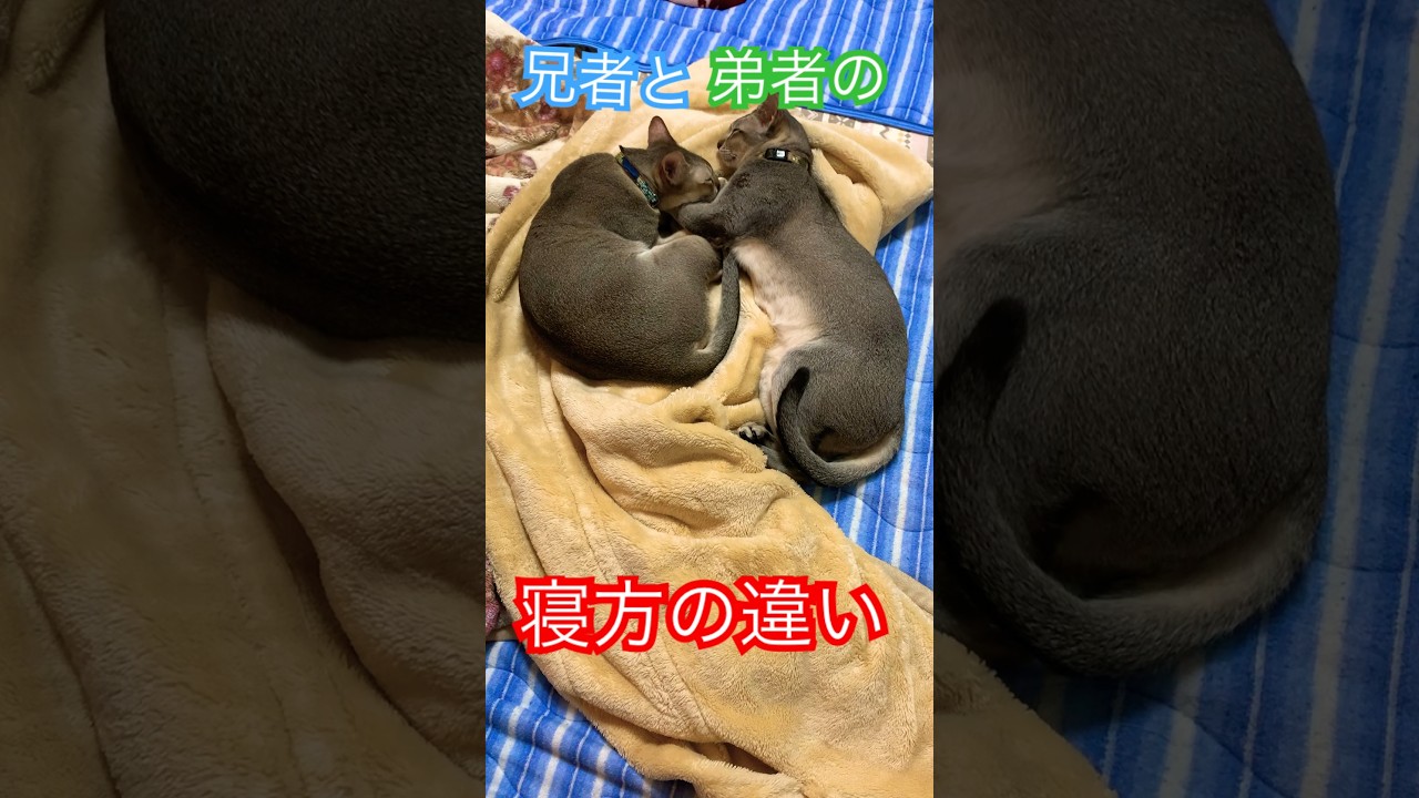 寝方の違い　#シンガプーラ　#猫のいるくらし