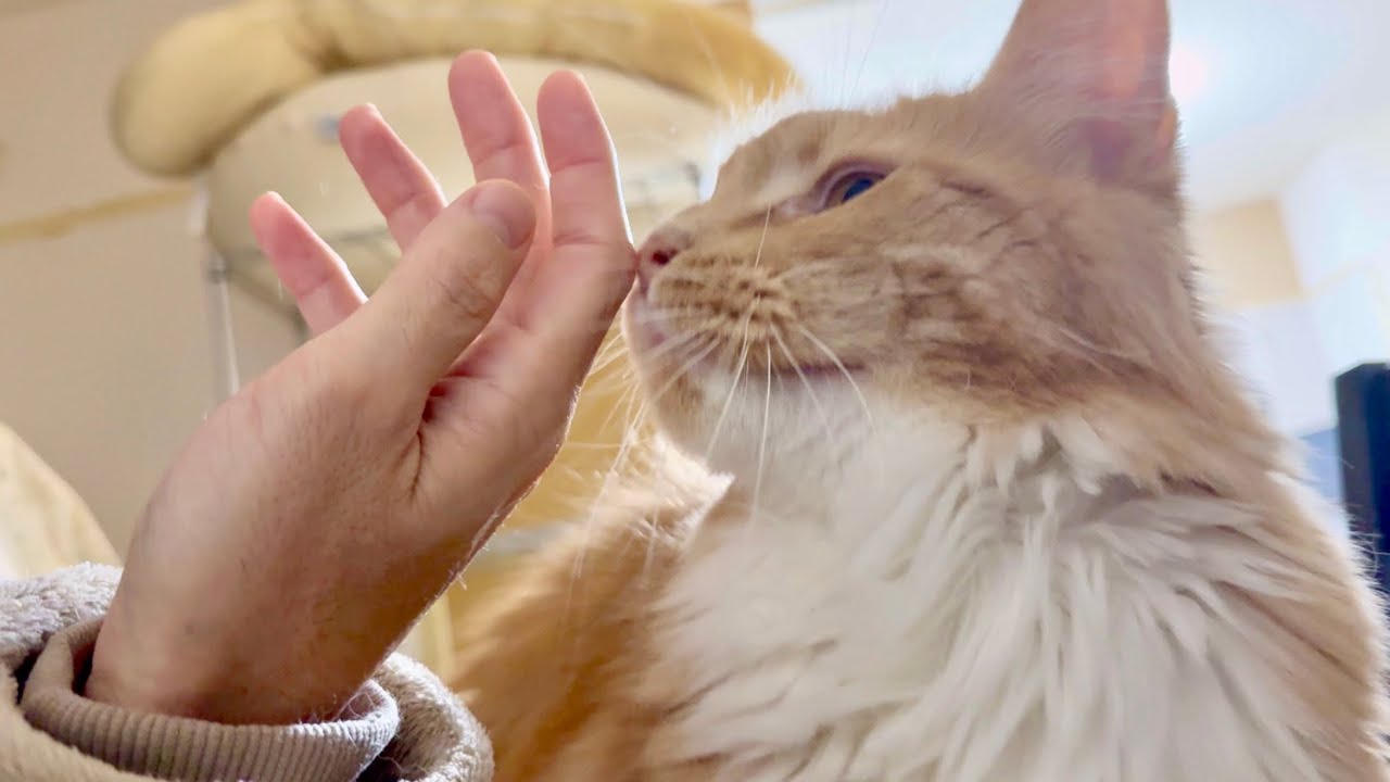 目覚まし猫　654日目　メインクーンのいる生活