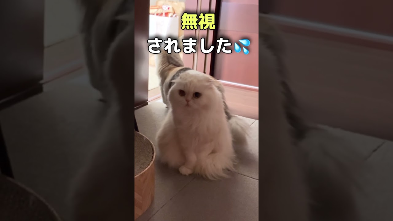 パパにビビりまくる猫を心配してる先住猫#shorts #cat #猫のいる暮らし