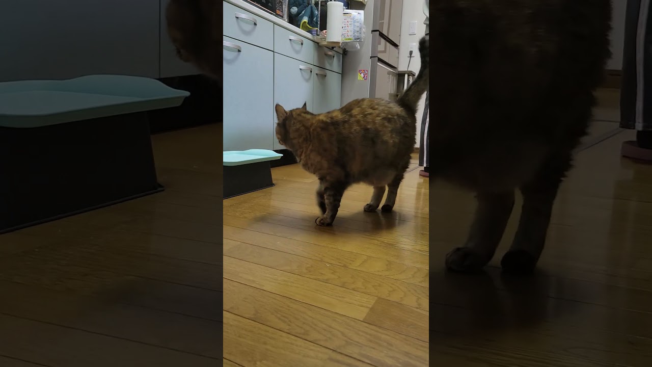 ごはん時間#cats #cat #ごはん