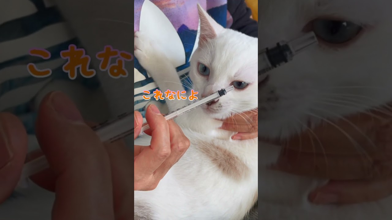 ママに抵抗する弟猫が可愛い集