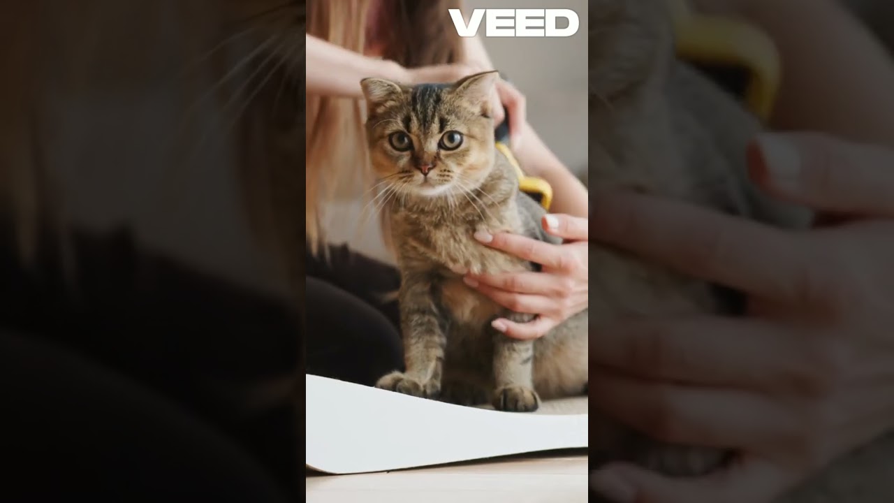 Discover Fascinating Cat Breeds Today! #shorts