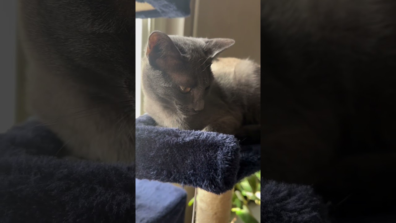 #cat #cute #catlover #animals #kitten #chattcats #catchat #cutechat #chaton #funny #catshorts #fyp