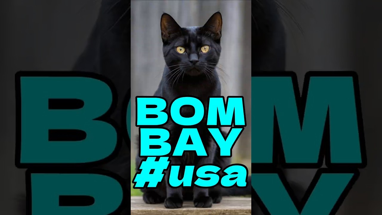 Bombay Cat #cat #pets #animals #hewan #kucing #peliharaan