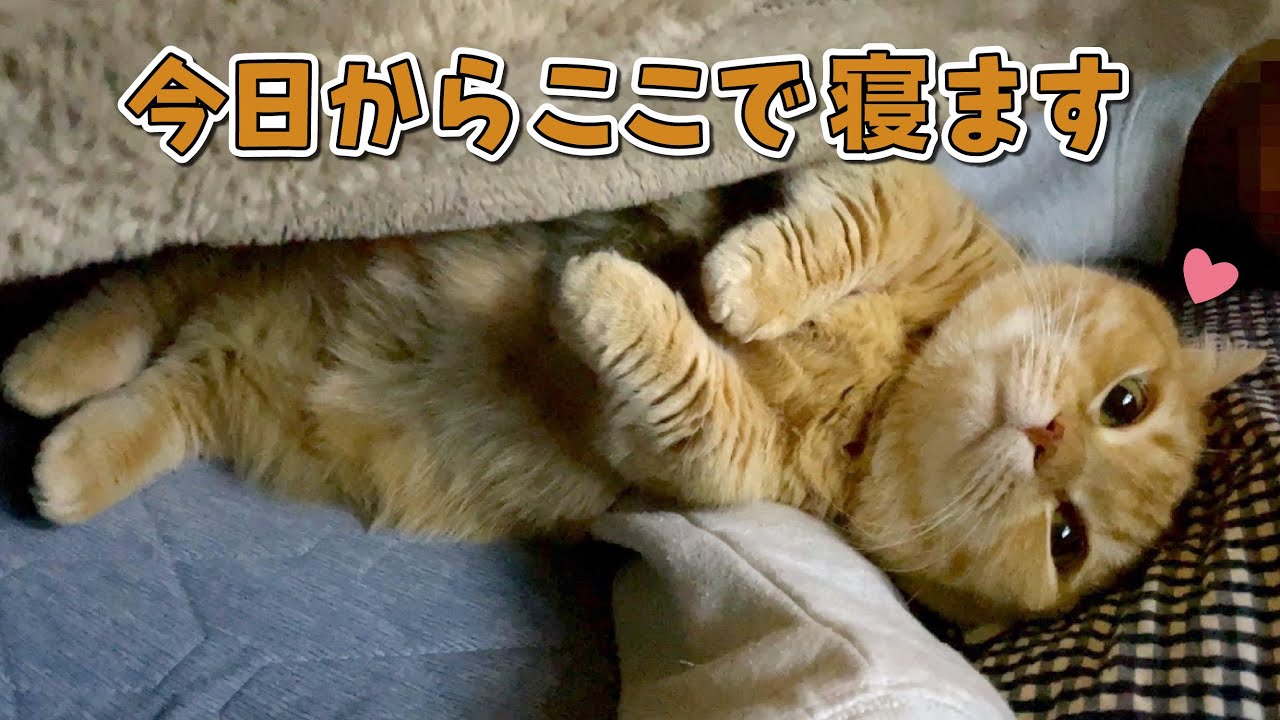 寒い夜はお布団でママに甘えてから寝る猫が可愛すぎる…！！