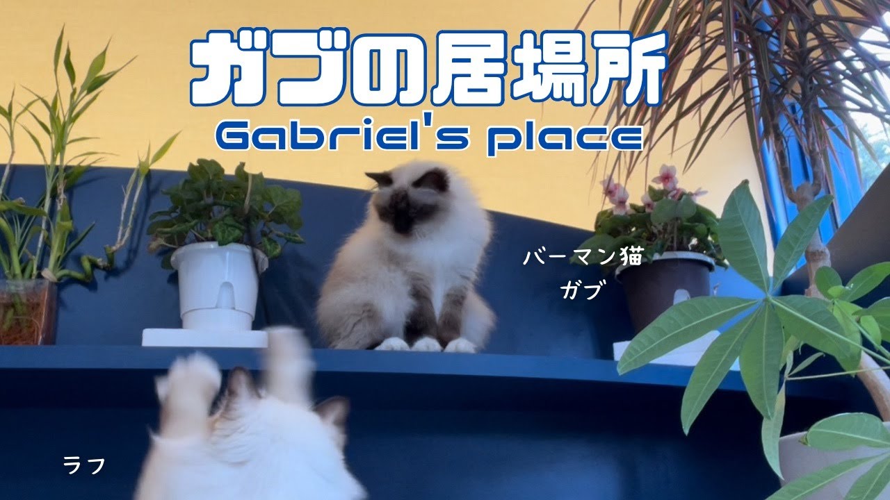 バーマン猫ガブとラフとウリ【ガブの居場所】Gabriel's place（バーマン猫）Birman/Cat
