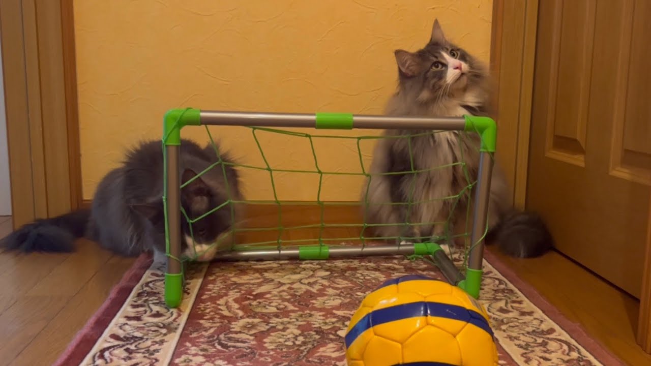 【サッカー⚽️】ゴールする気ない、もふ猫たちとサッカーしてみたwwwノルウェージャンフォレストキャットとターキッシュアンゴラ