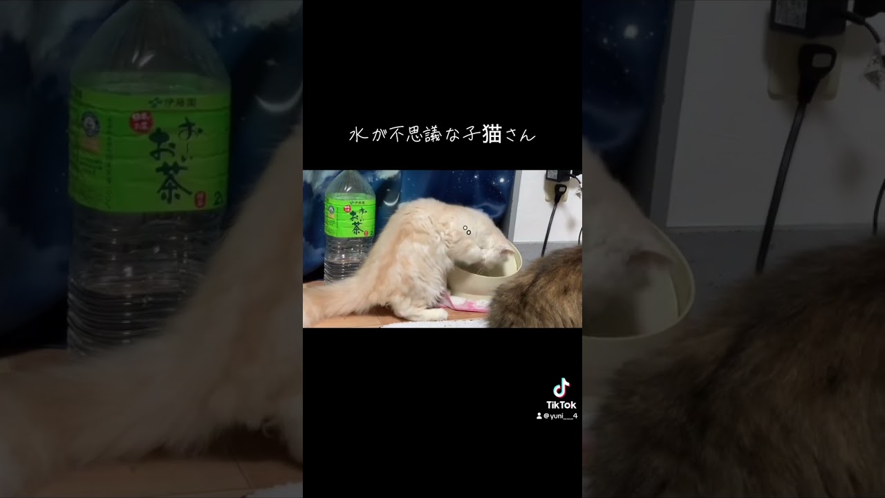 水が不思議な子猫さん🐱#サイベリアン #サイベリアンフォレストキャット#ミヌエット #長毛猫  #猫のいる暮らし #cat #ねこ #水遊び #ねこのいる生活 #子猫 #癒し #動物 #ネコ