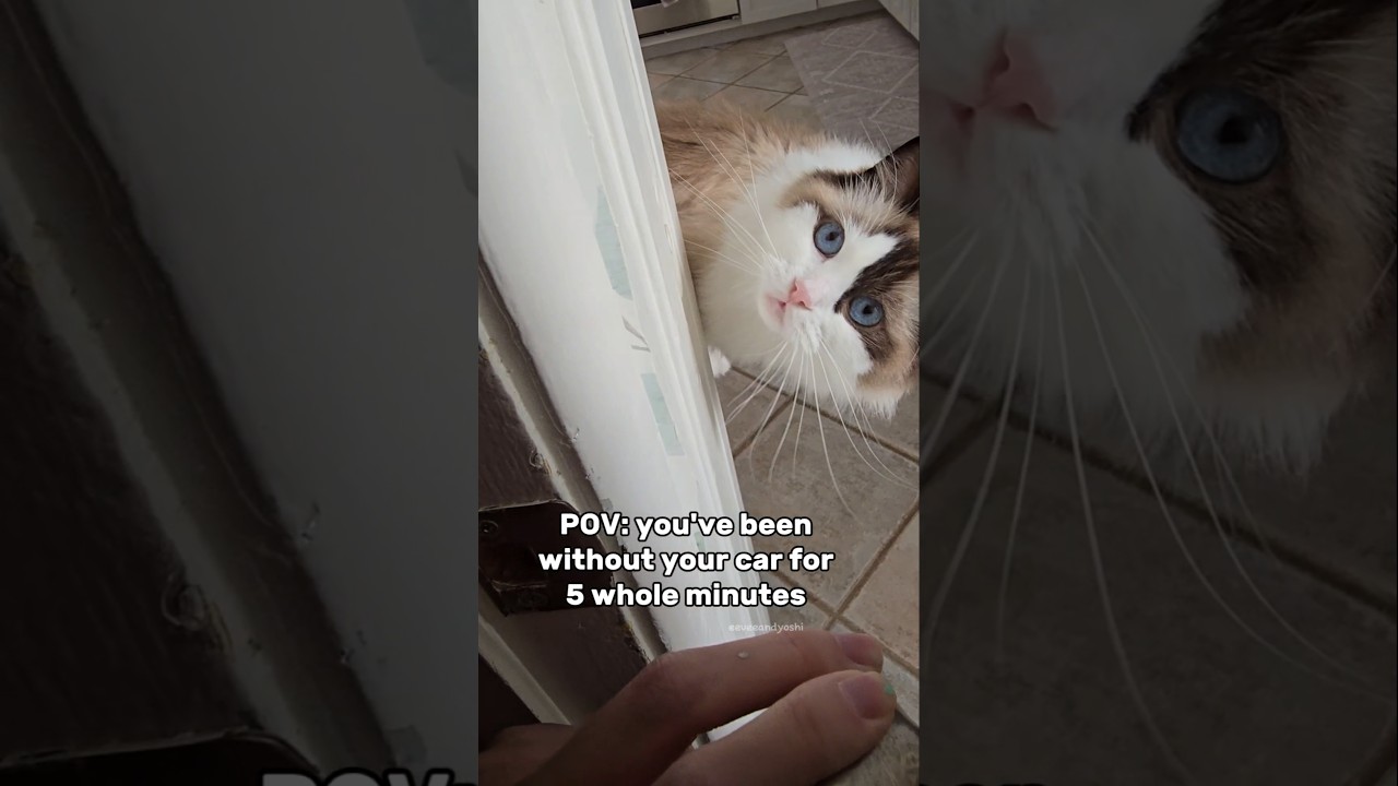 It's giving "where HAVE you been??" 🧙‍♀️ #cat #meow #pets #eeveeandyoshi