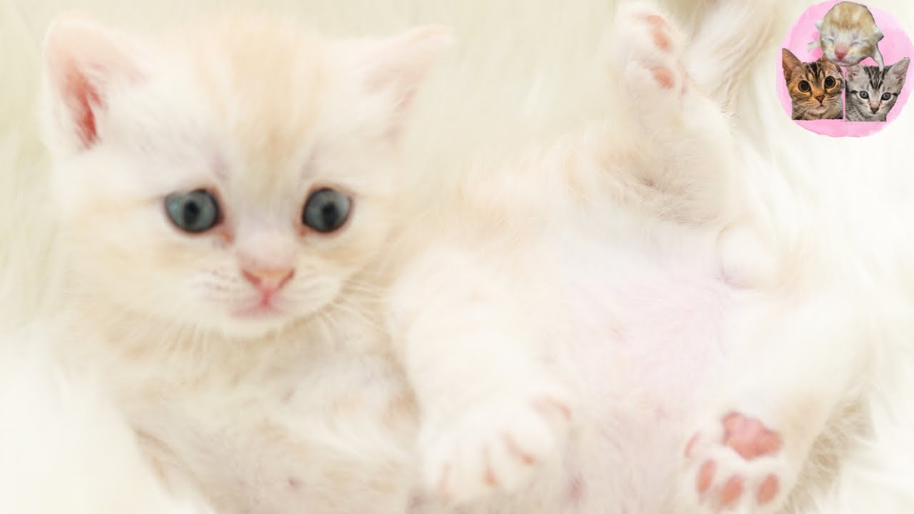 スコティッシュフォールド💓男の子