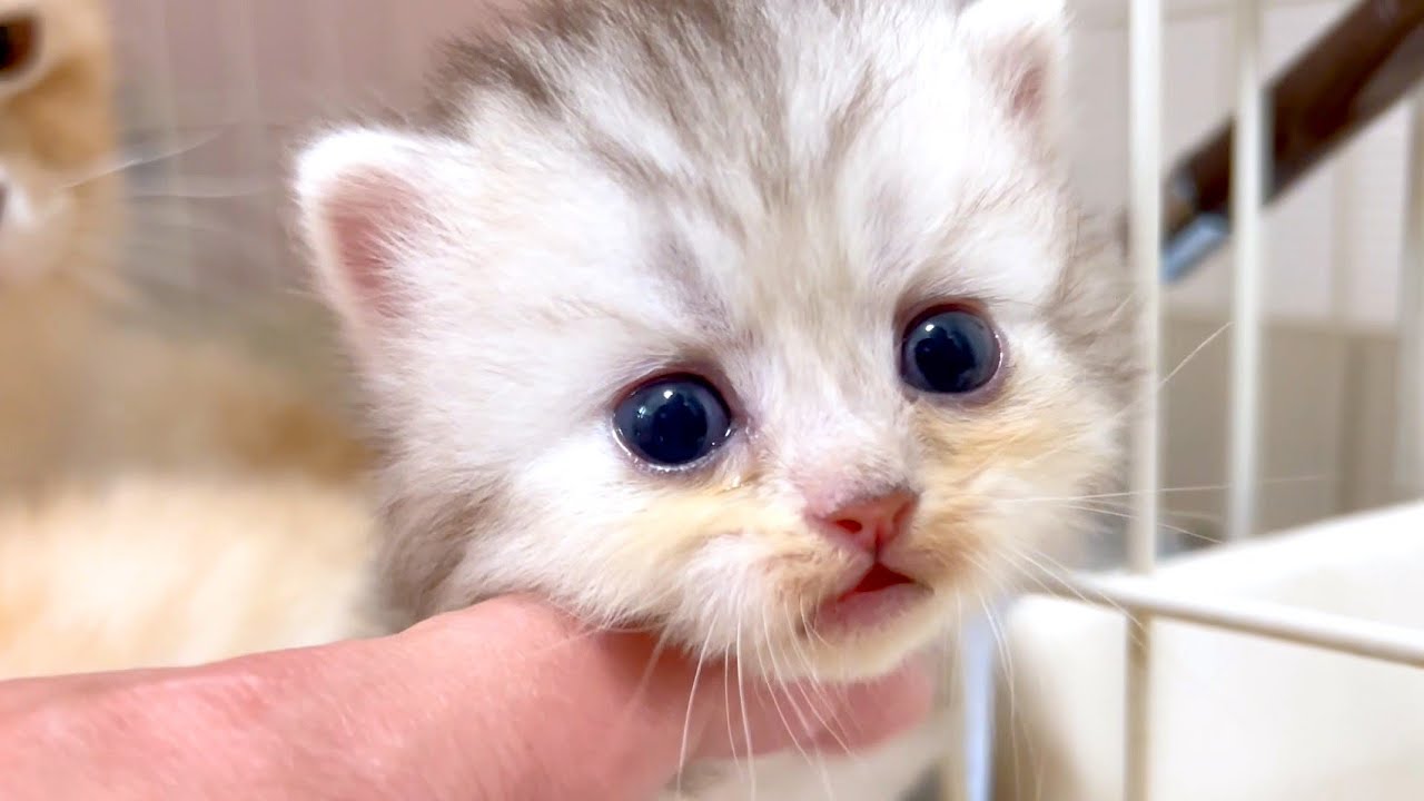 【マンチカンの子猫】暴れん坊がギャン泣きで脱走してくる件 ～猫のいる生活Vol.1047～出産動画 マンチカン短足・ミヌエット・ペルシャ猫専門ブリーダー『ペット蔵人』【子猫の成長記録】