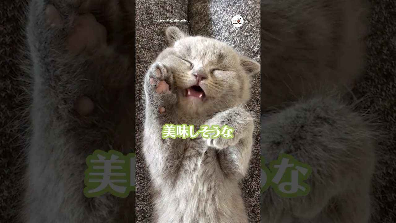 ごはん食べる夢を見るニャンコ｜PECO #子猫 #スコティッシュフォールド #子猫の鳴き声 #子猫のいる生活 #kitten #scottishfold #kittenmeowing