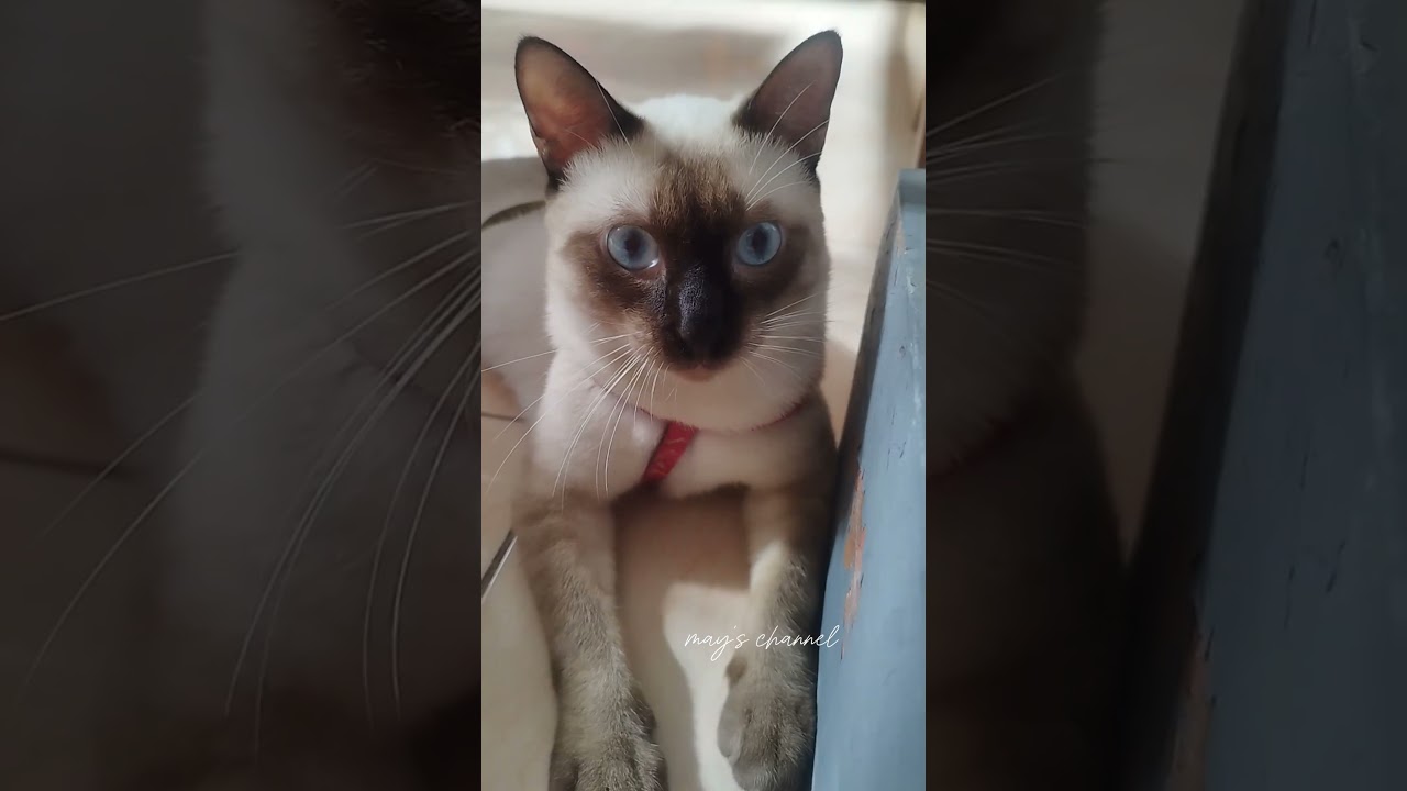 #apt #rose #brunomars #animals #cat
