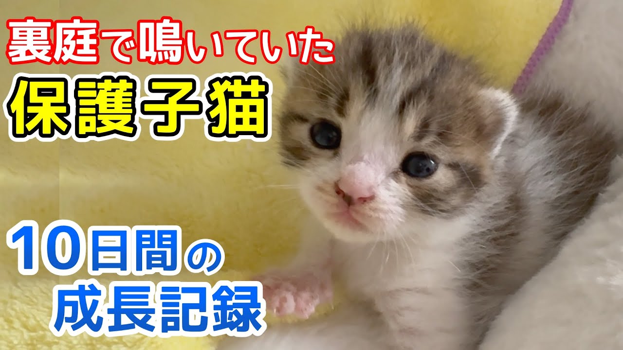 裏庭で鳴いていた保護子猫 10日間の成長記録 あどけない様子に目が離せない