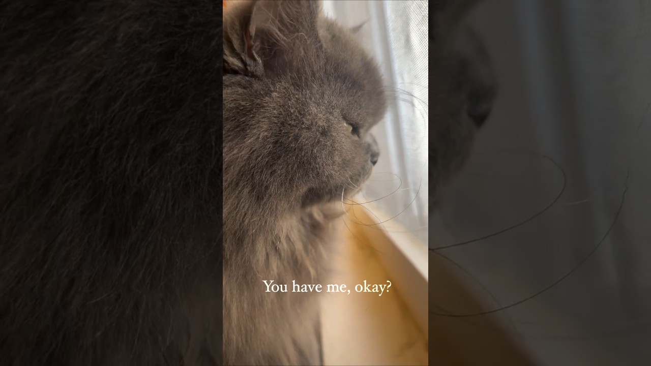 I'm Lucky #shorts #trending #video #catlover #own #cat #love #funny #comedy #pets #animals #new #yt