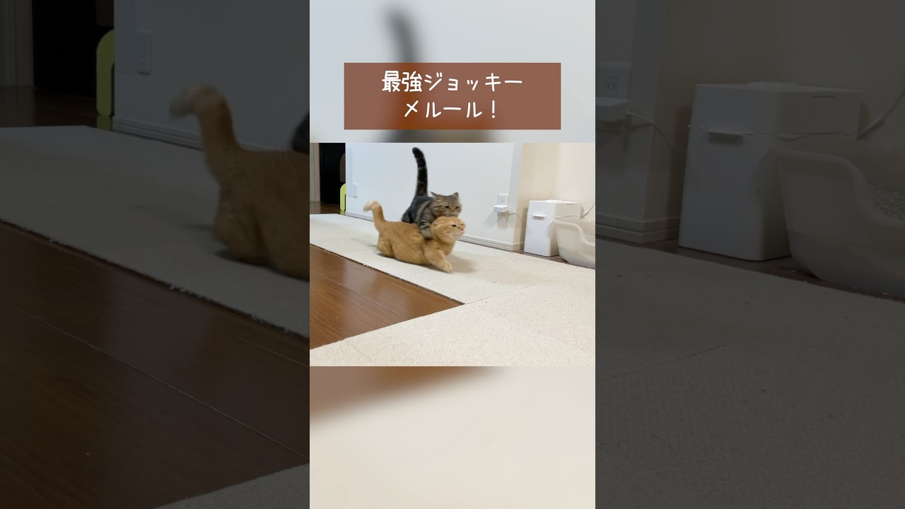 ルメールならぬメルール爆誕？！
