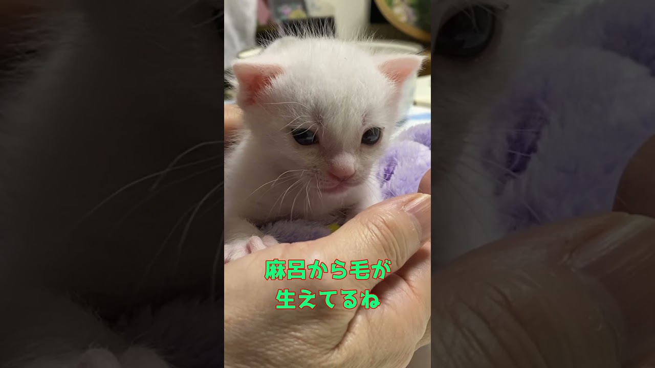 ミルクを大量に飲んで満足気な顔をする赤ちゃん猫集