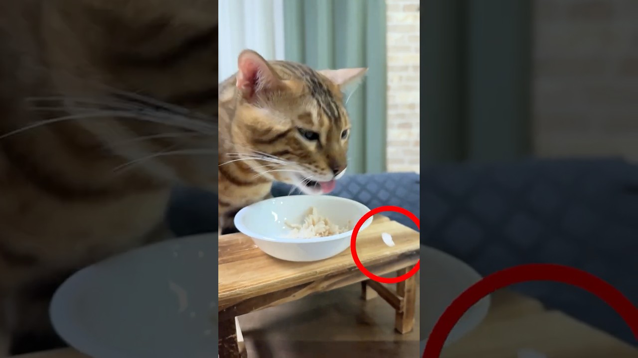 よくご飯をこぼすベンガル猫・・・ 原因は？