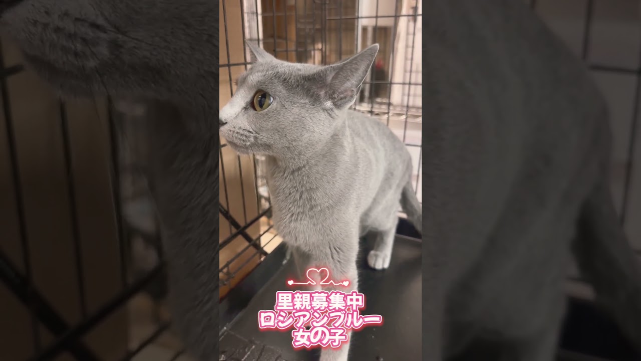 #ロシアンブルー  #里親募集中　#里親募集中子猫アゴはネコ