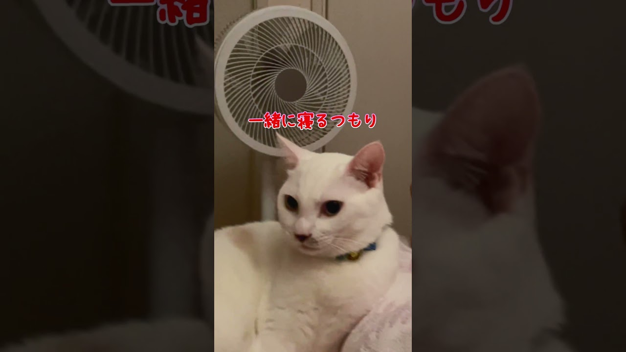 顔と顔の距離が近すぎる弟猫が可愛いすぎる集