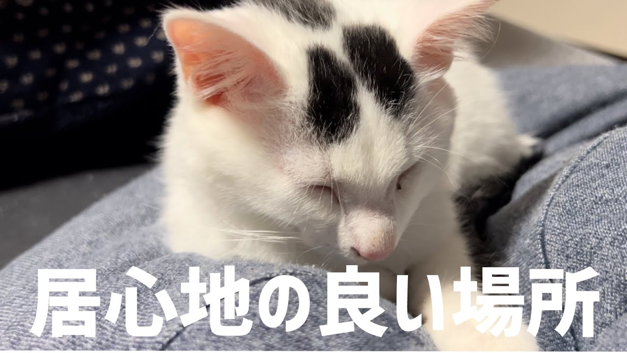 人をダメにするクッションはネコもすぎ。ヨギボもどきで爆睡するミルねーさん