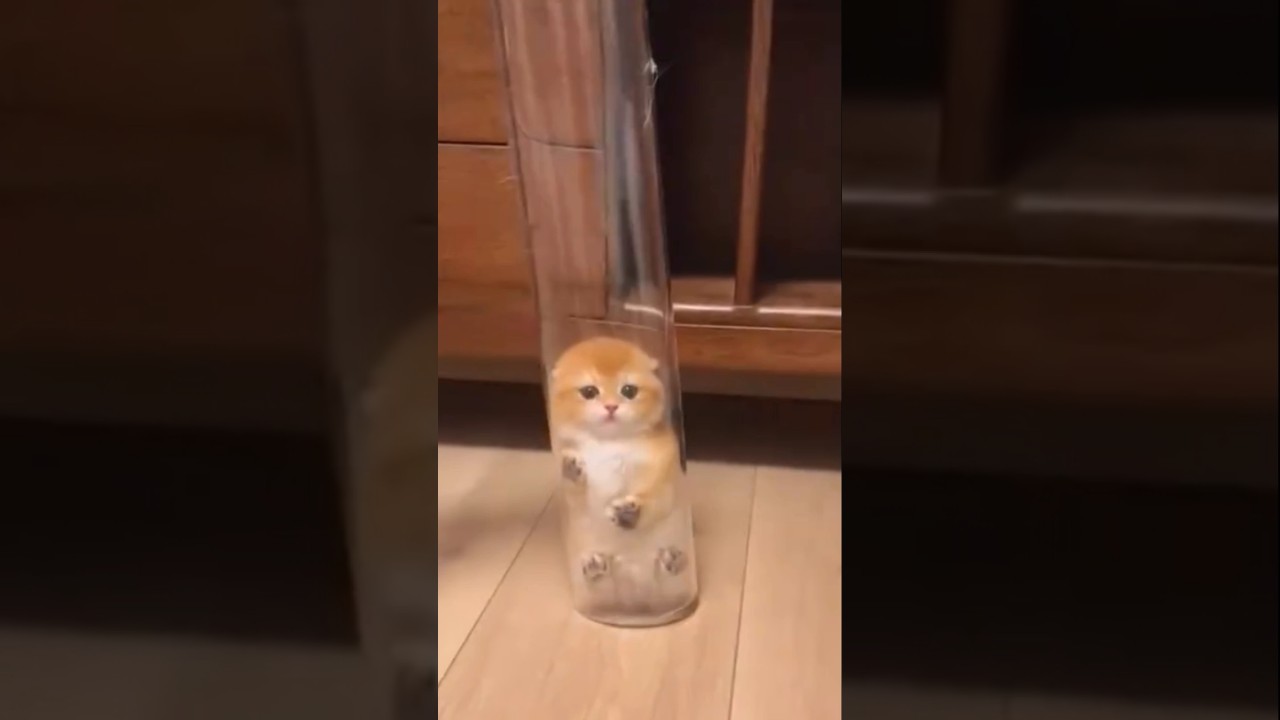 😮❤️#cat #shorts