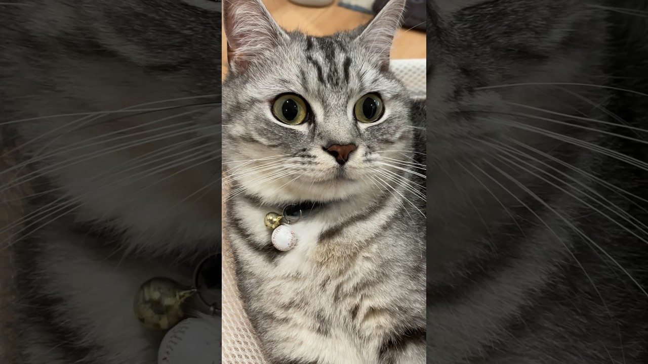 #ごまむぎちゃんねる #マンチカン #ショートレッグ #ロングレッグ #猫 #猫のいる暮らし #cat