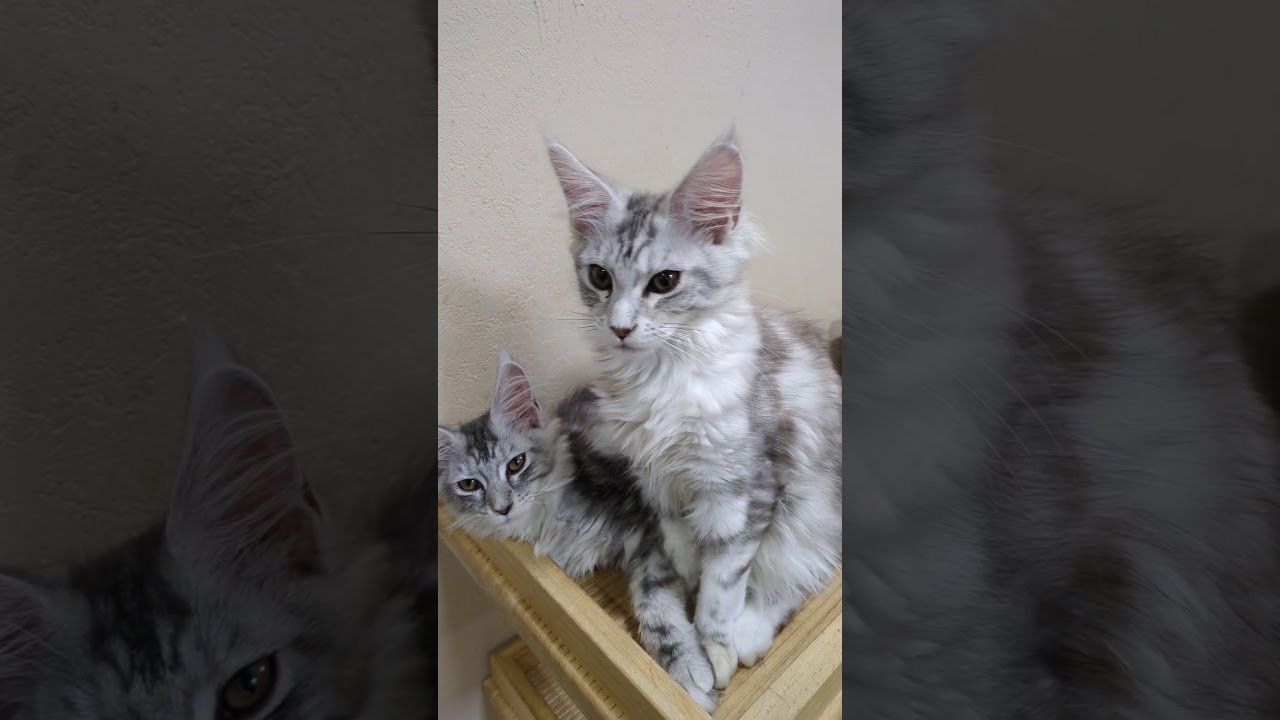 シルバーのメインクーン姉妹左がマーゴちゃん右がヴァーニャちゃんです♥ #music