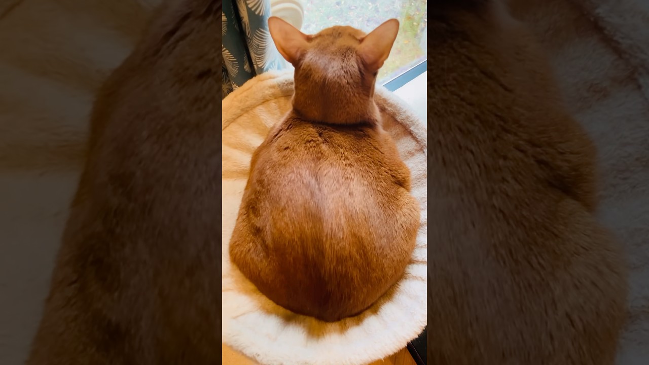 栗が食べたくなりますね〜🌰✨#猫#こころ#アビシニアン#レッド#give#cat#abyssinian#red