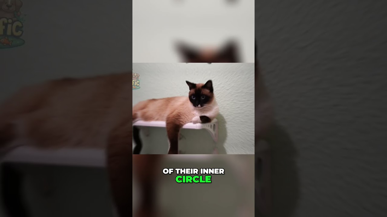 Why Your Cat's Tail Wrap Means I Love You