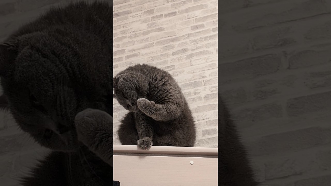 腕太い猫ちゃん　#アームカール　#ハンマーカール　#アメリカンカール　じゃなくて　#ブリティッシュショートヘア