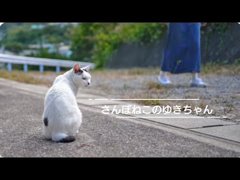【さんぽねこのゆきちゃん】ジャパニーズ・ボブテイルのゆきちゃん！海が綺麗だね！いつもの散歩道！小鳥もいっぱい鳴いてるよ│とっても賢いジャパニーズ・ボブテイル│熱海│伊豆│日本猫│猫散歩│南熱海