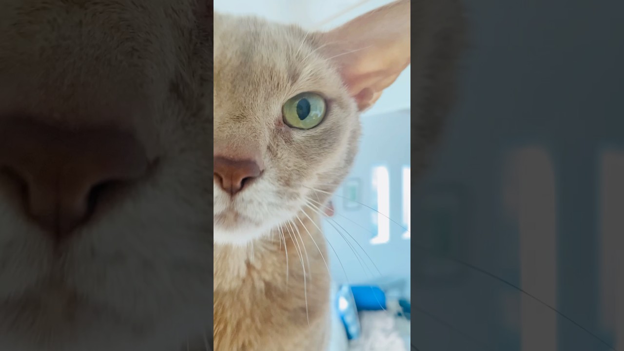 本日の一番乗り#猫#こころ#いぶりん#アビシニアン#レッド#フォーン#cat#abyssinian#red#fawn