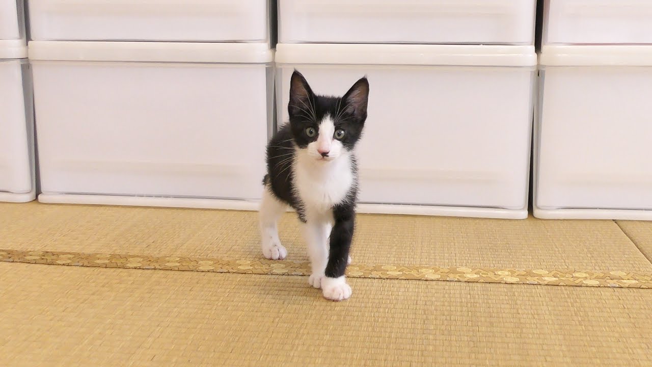 【ご報告】新しい家族をお迎えに行きました。