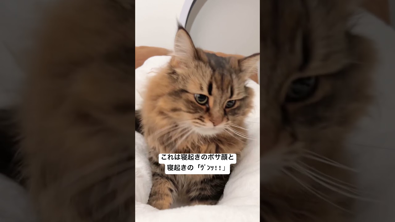 寝起き顔と寝起き声 #猫 #サイベリアン #ヤマネコ