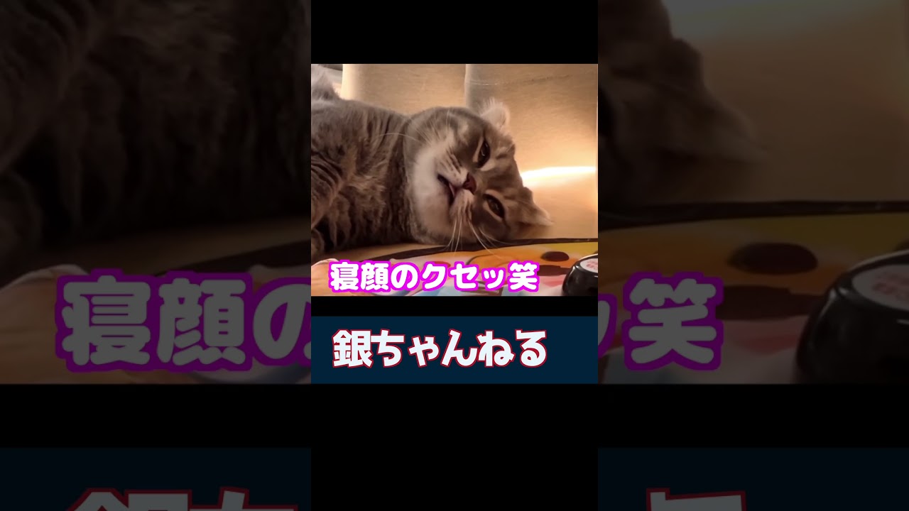 寝顔のクセが強すぎる猫　#マンチカン
