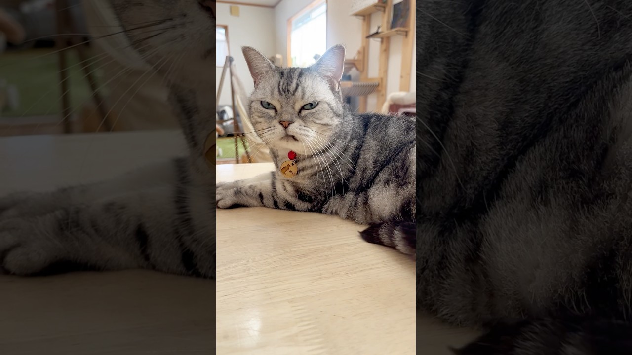 あいちゃん？いいえ、あたしは... #猫 #アメリカンショートヘア #shorts